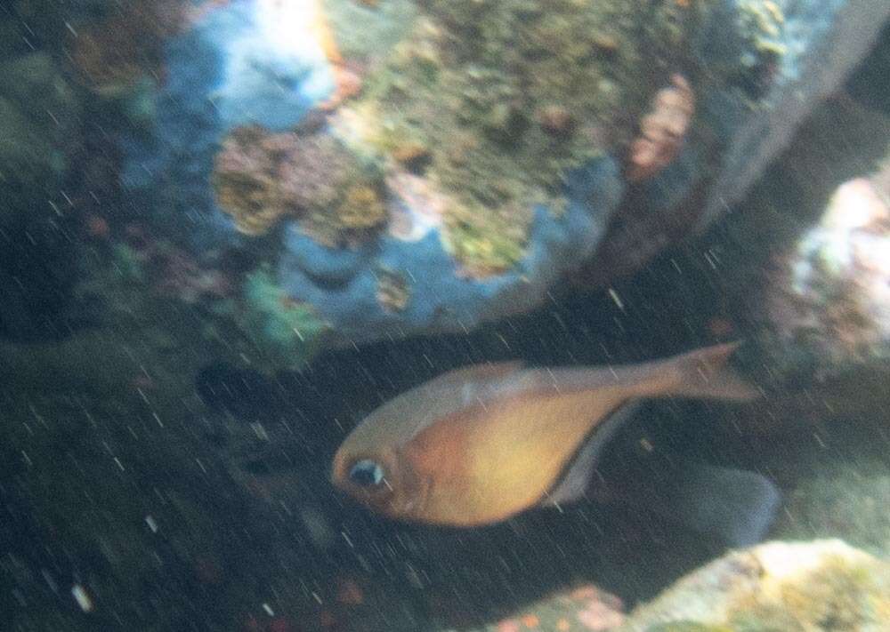 Image of Copper sweeper