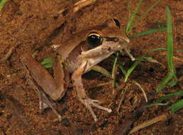 Litoria watjulumensis (Copland 1957)的圖片