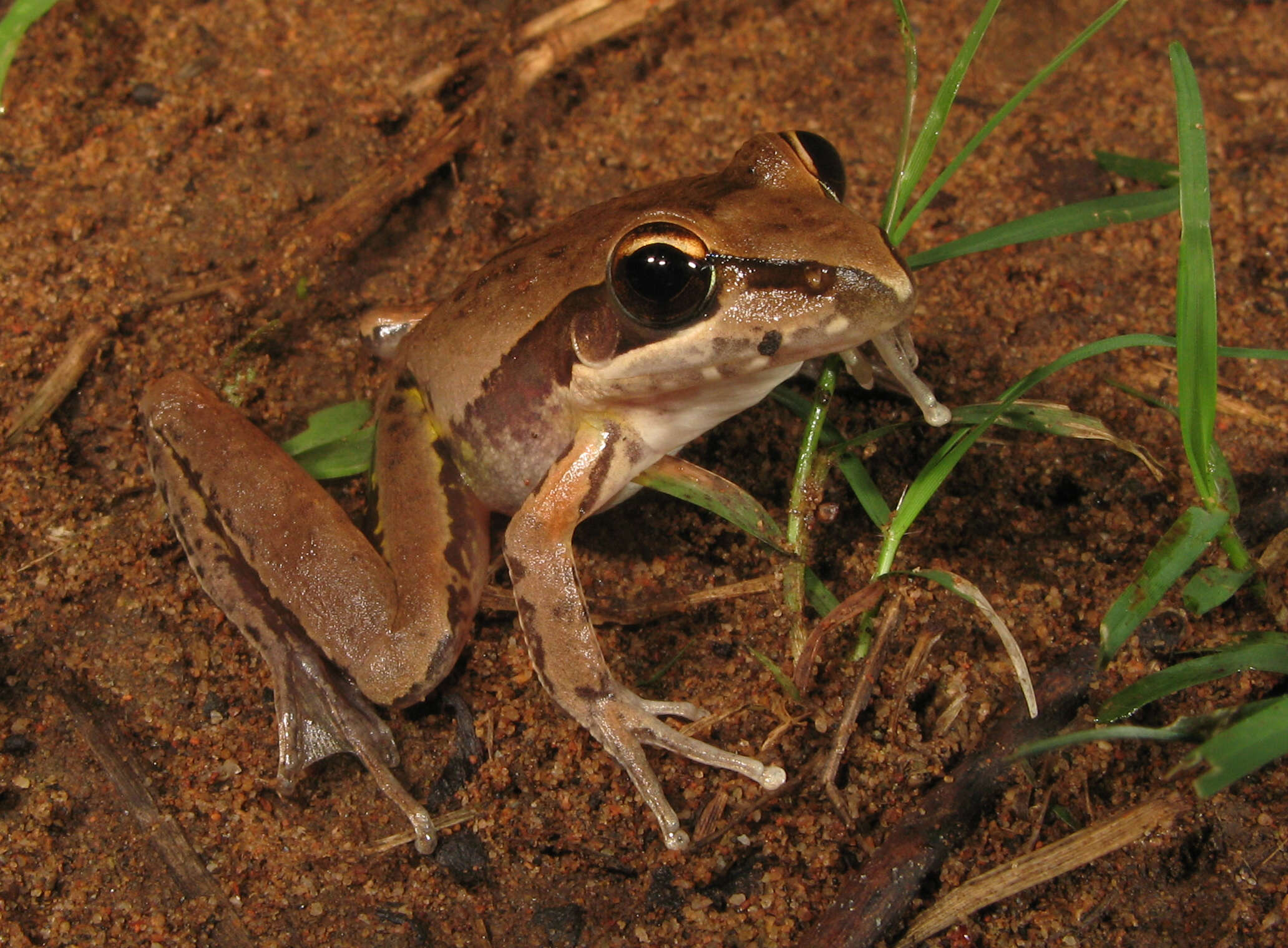 Image of Wotjulum Frog