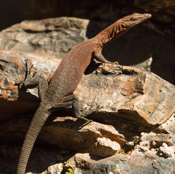 Image of Varanus hamersleyensis Maryan, Oliver & Fitch