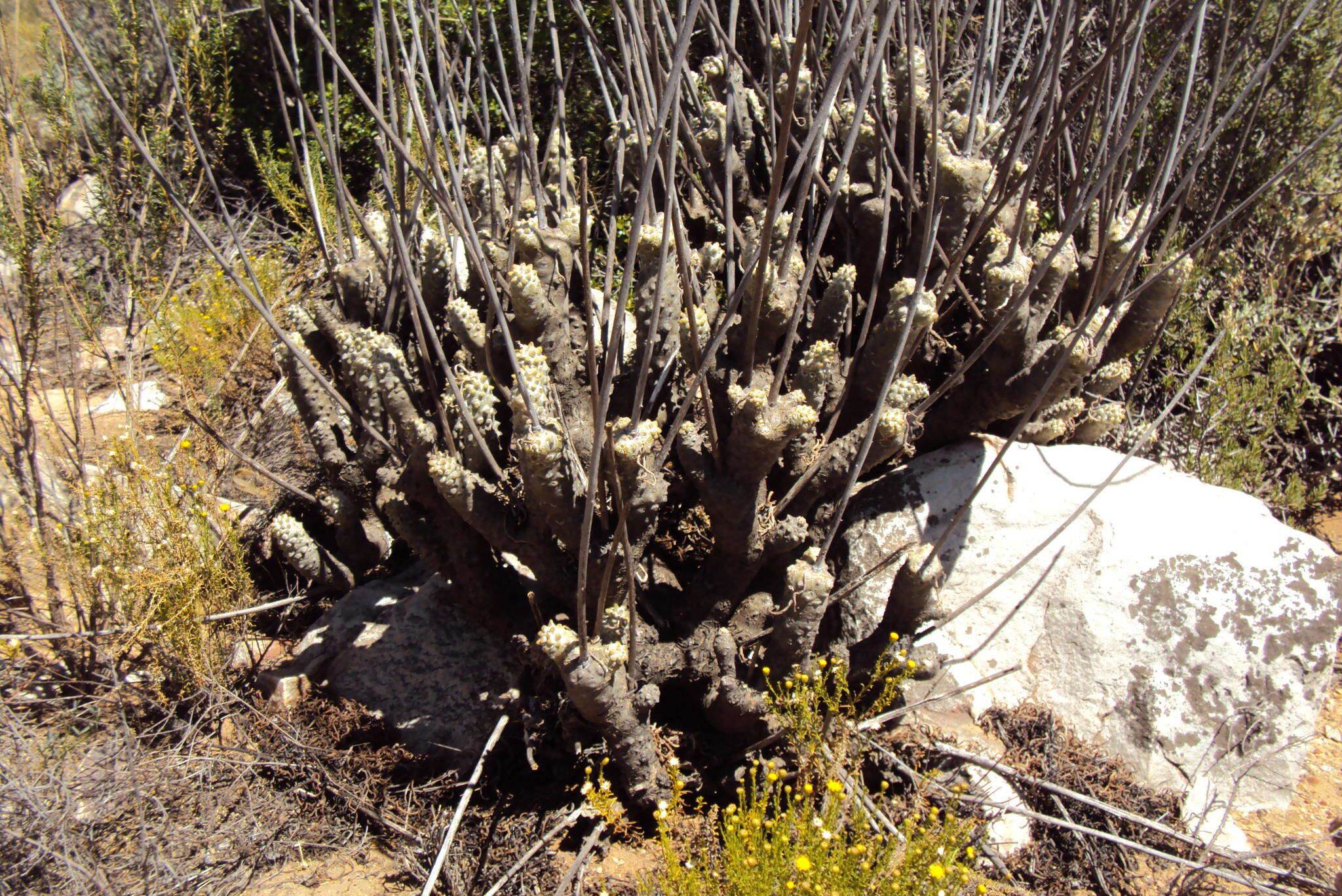 Image of Tylecodon wallichii subsp. wallichii