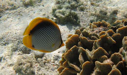 Image of Black-back Butterflyfish