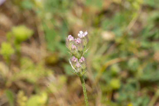 Imagem de Torilis leptophylla (L.) Rchb. fil.