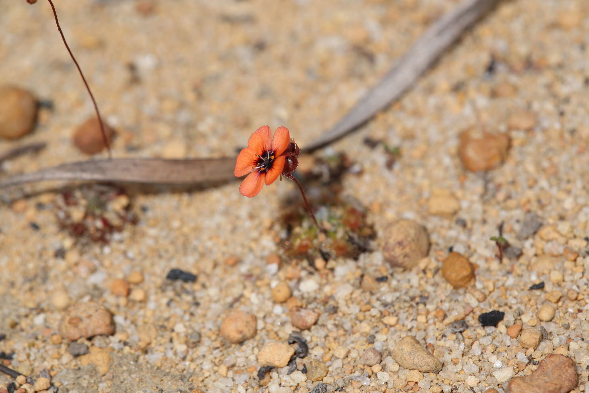 Image of Drosera platystigma Lehm.