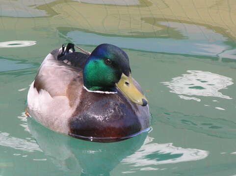 Image of Common Mallard