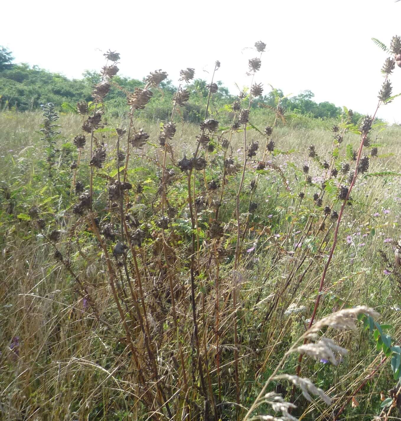 Imagem de Astragalus ponticus Pall.