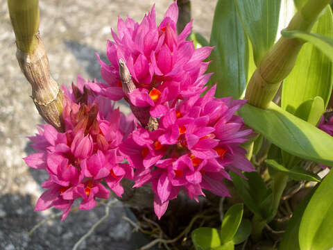 Слика од Dendrobium bracteosum Rchb. fil.