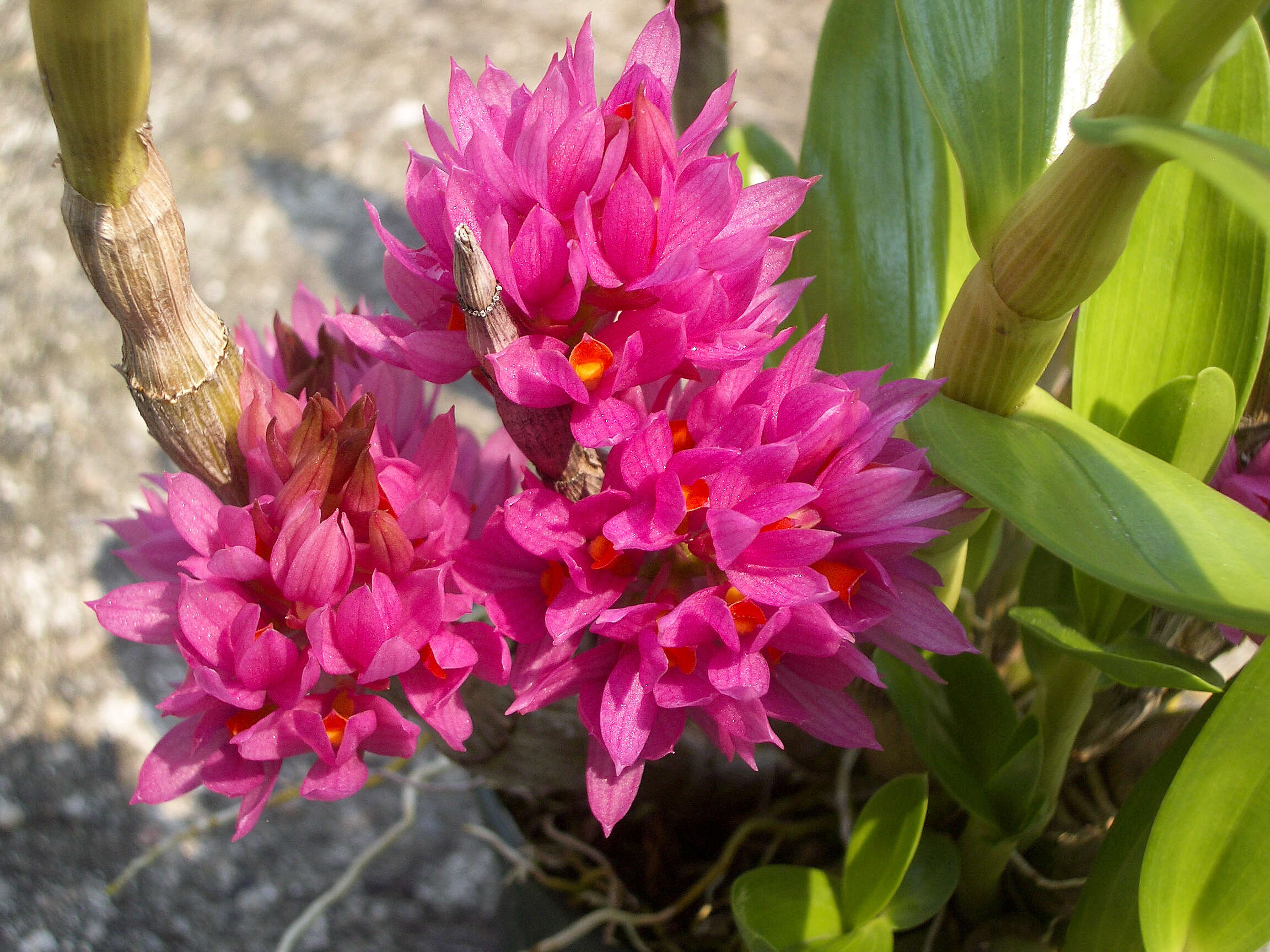 Imagem de Dendrobium bracteosum Rchb. fil.