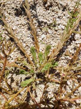 Image of Portulaca californica D. Legrand