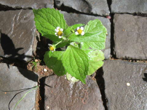 Image of Smooth peruvian daisy