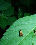 Imagem de Nemophora degeerella Linnaeus 1758