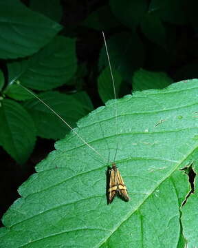 Imagem de Nemophora degeerella Linnaeus 1758