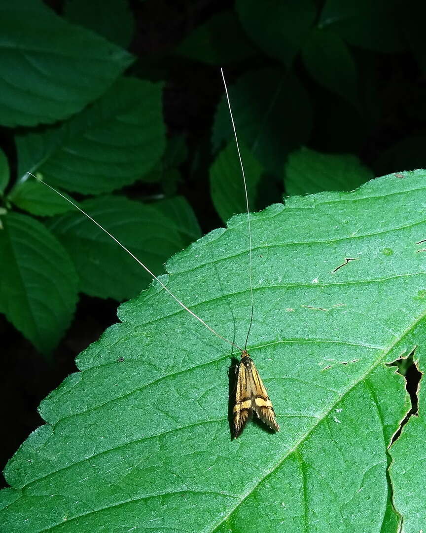 Imagem de Nemophora degeerella Linnaeus 1758