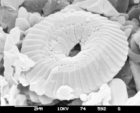 Image of Coccolithus