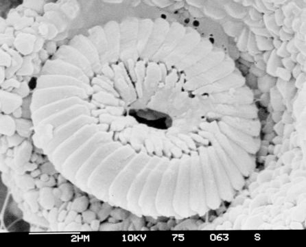 Image of Coccolithus