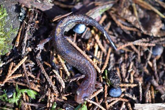 Image of Ozark Zigzag Salamander