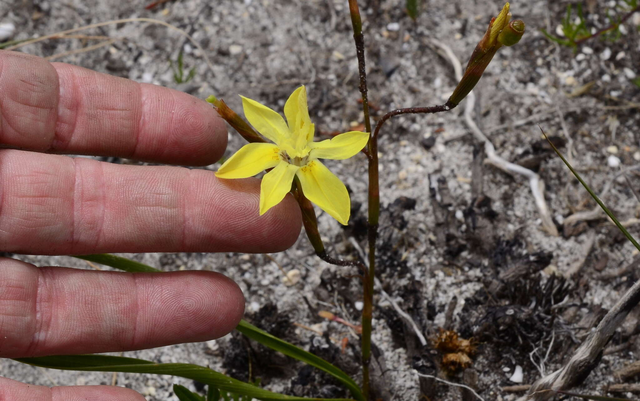 Moraea bituminosa (L. fil.) Ker Gawl. resmi