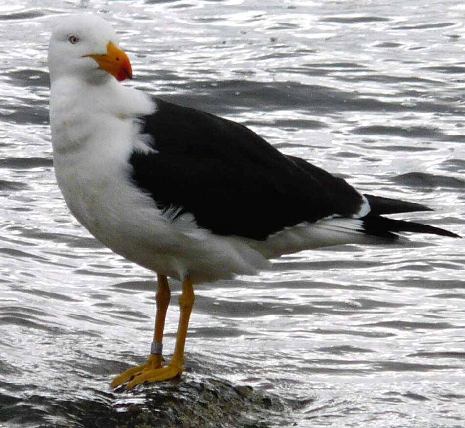 Image of Pacific Gull