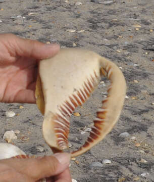 Image of cameo helmet