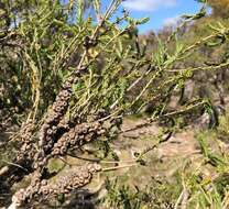 Image of d'Alton's melaleuca