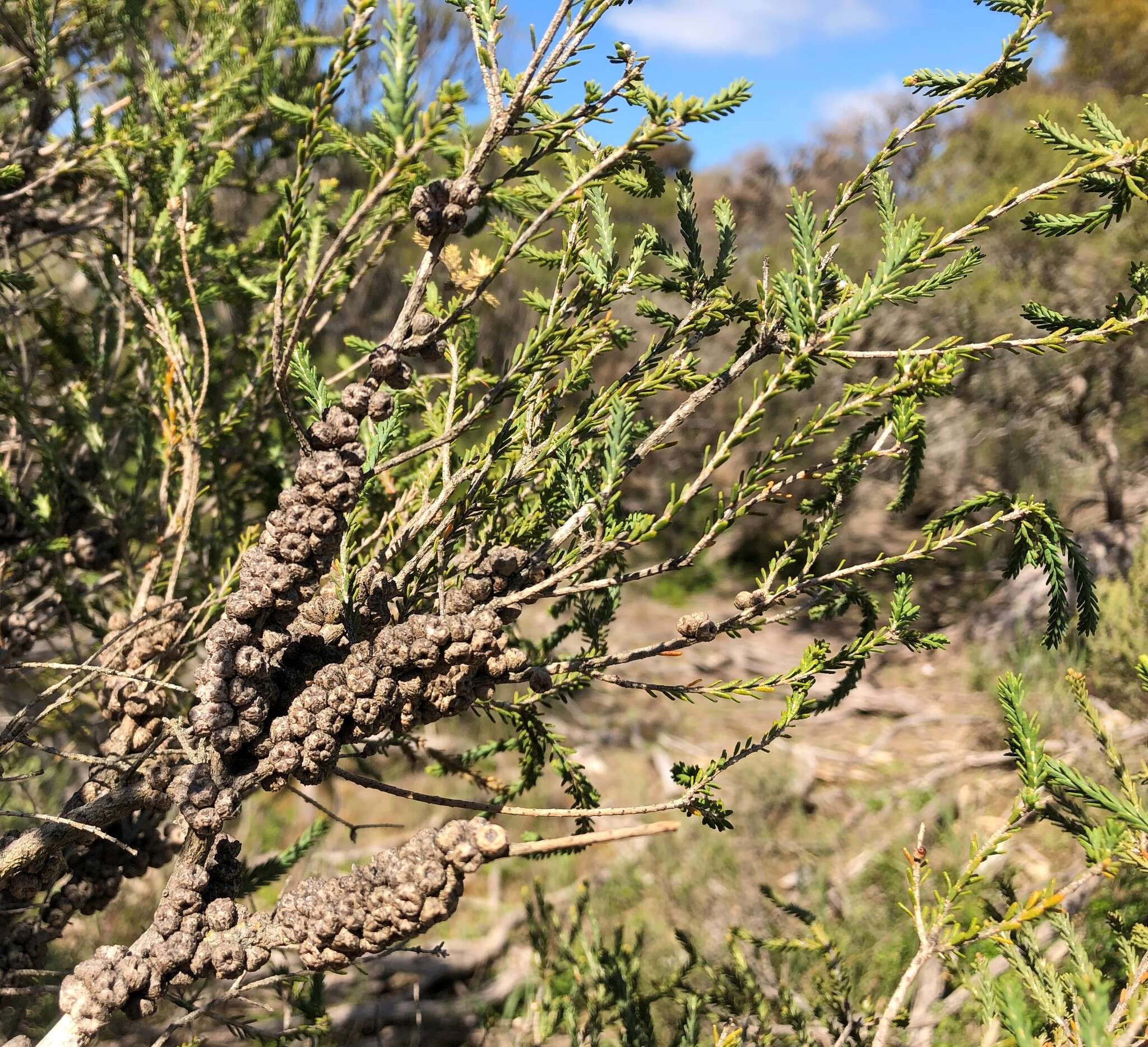 Image of d'Alton's melaleuca