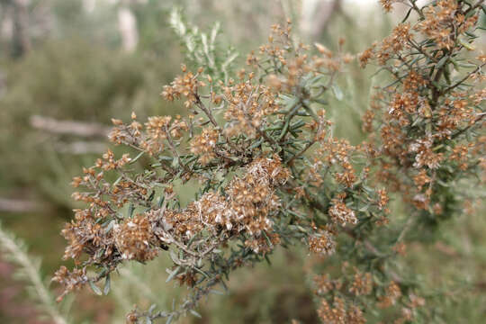 Image de Ozothamnus secundiflorus (Wakef.) A. A. Anderberg