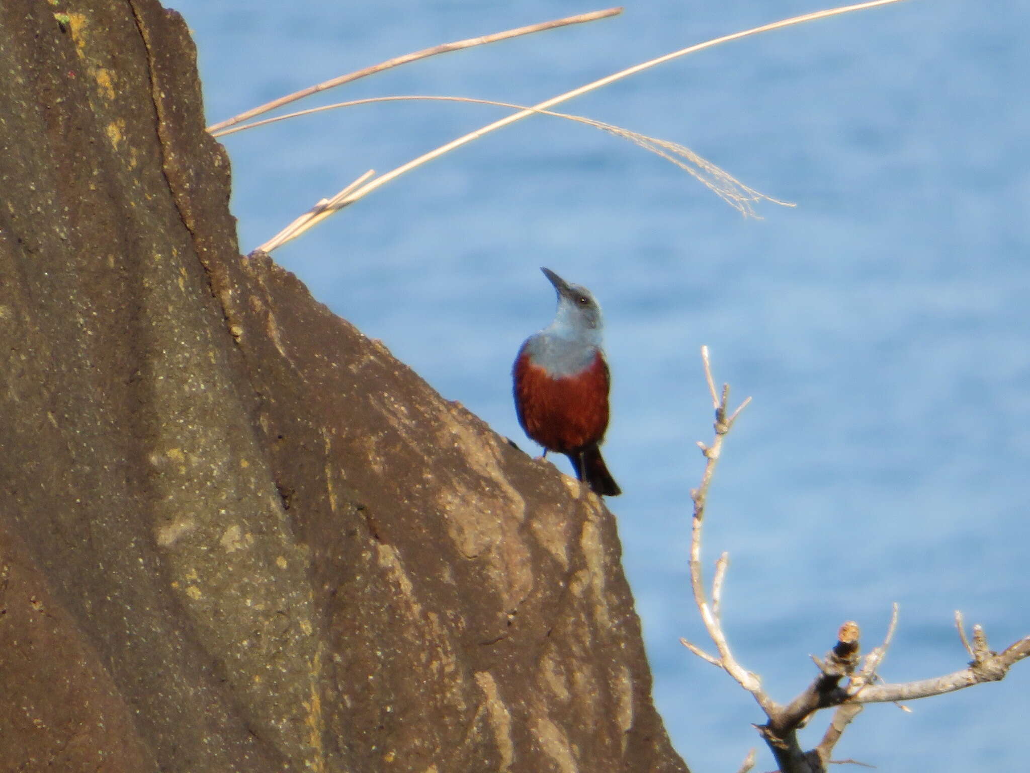 Imagem de Monticola solitarius philippensis (Müller & Pls 1776)