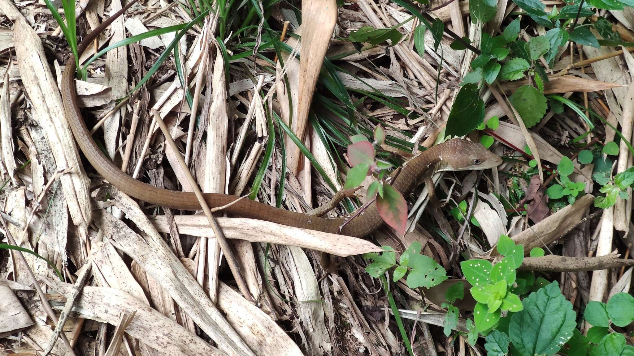 Image of Texas Alligator Lizard