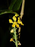 Imagem de Bunchosia decussiflora W. R. Anderson