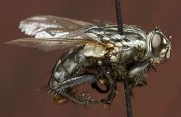 Image of Grey Flesh fly