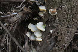 Image of Trametes maxima (Mont.) A. David & Rajchenb. 1985