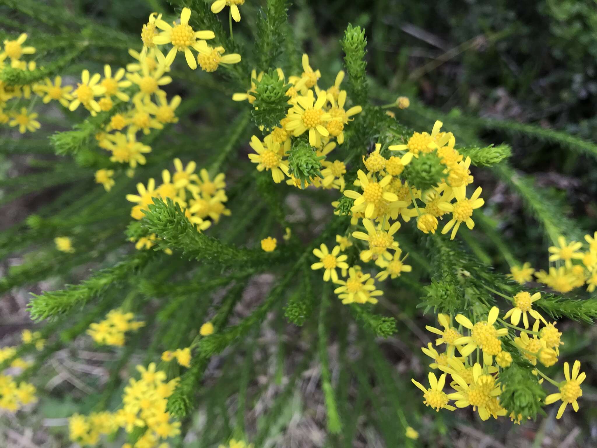 Image of Euryops virgineus (L. fil.) Less.