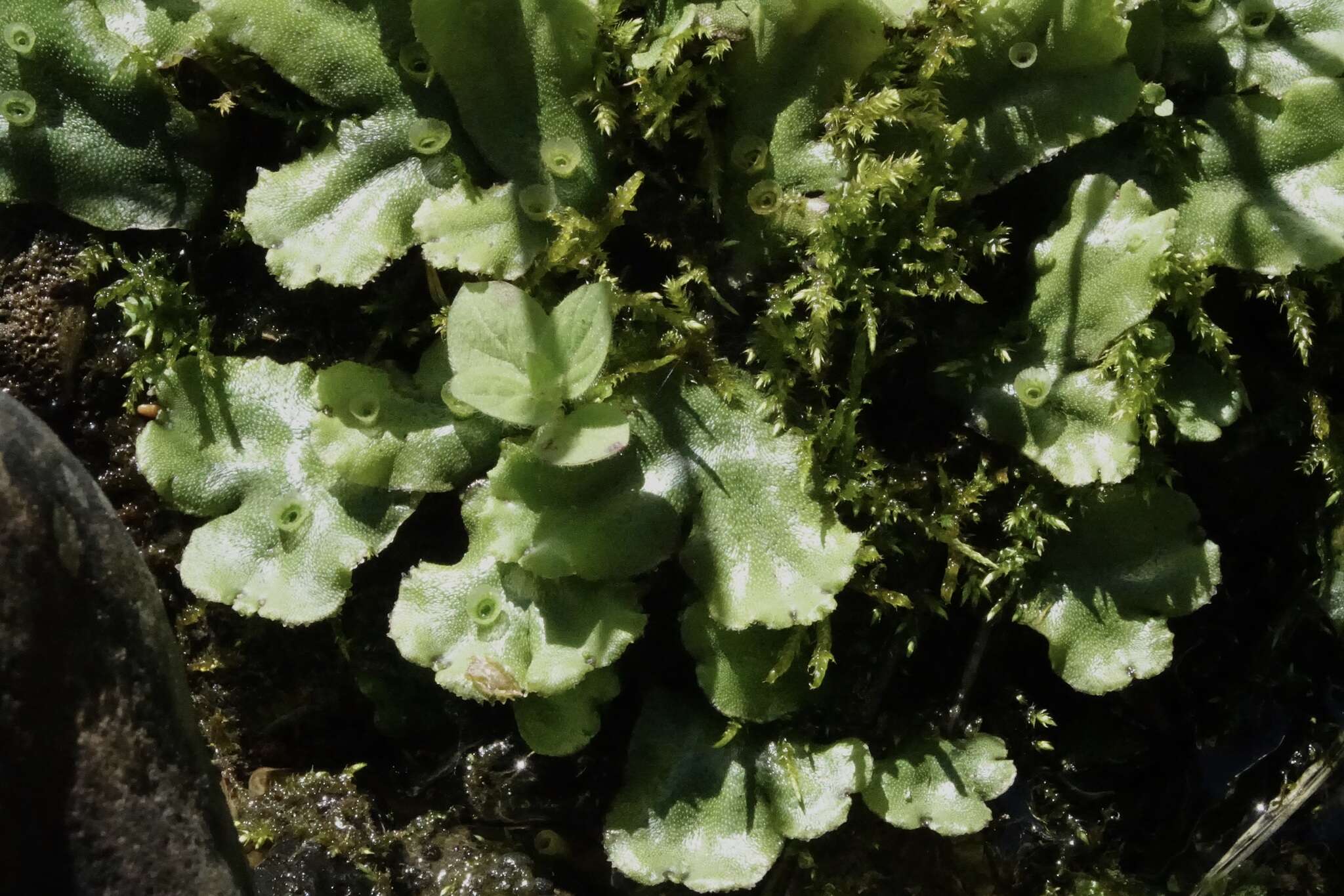 Image of Marchantia polymorpha subsp. montivagans Bischl. & Boissel.-Dub.