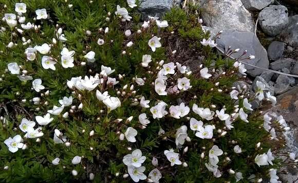 Image of Veronica linifolia Hook. fil.