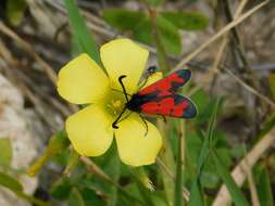 Image of Zygaena graslini Lederer 1855