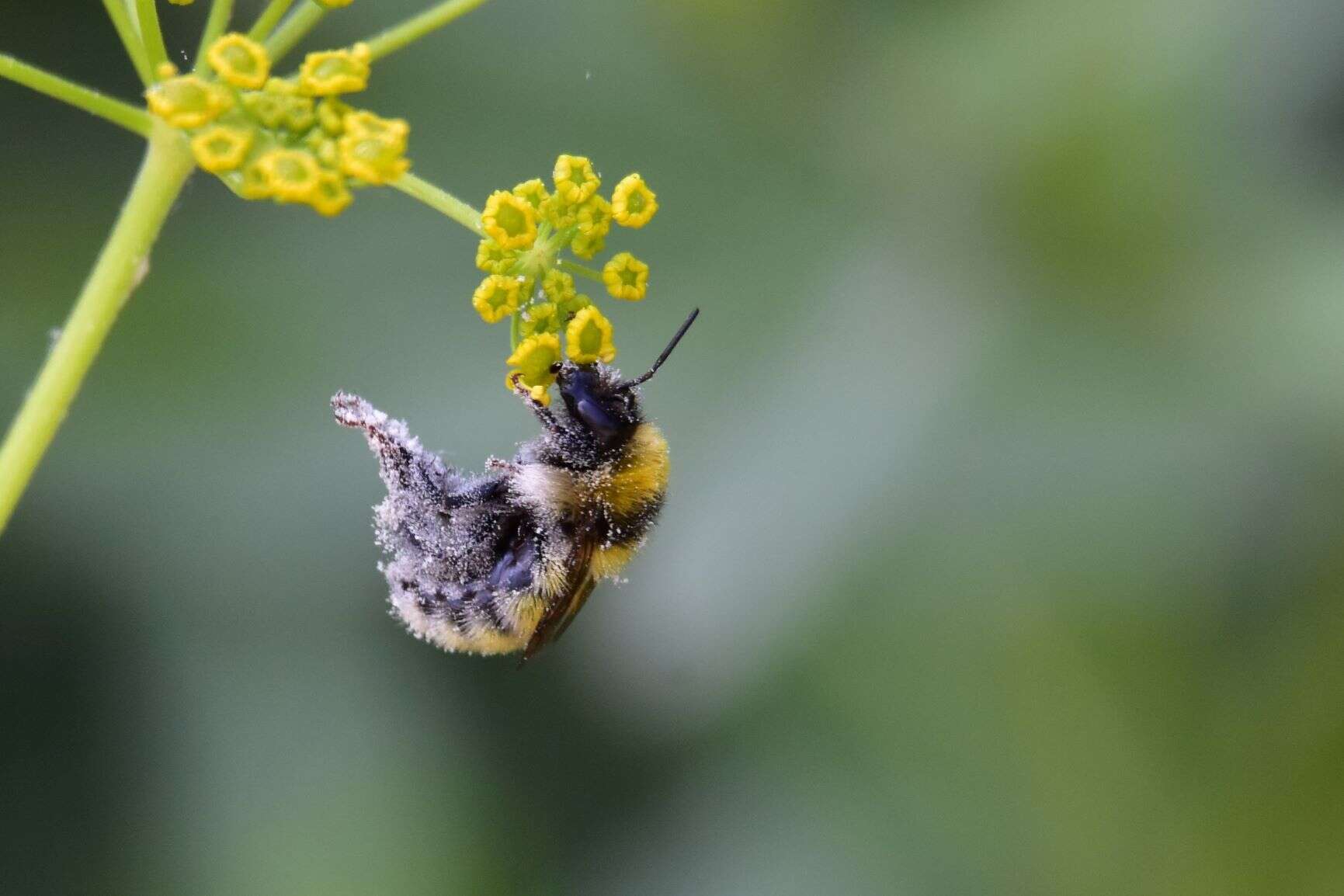 Image of Northern Yellow Bumble Bee