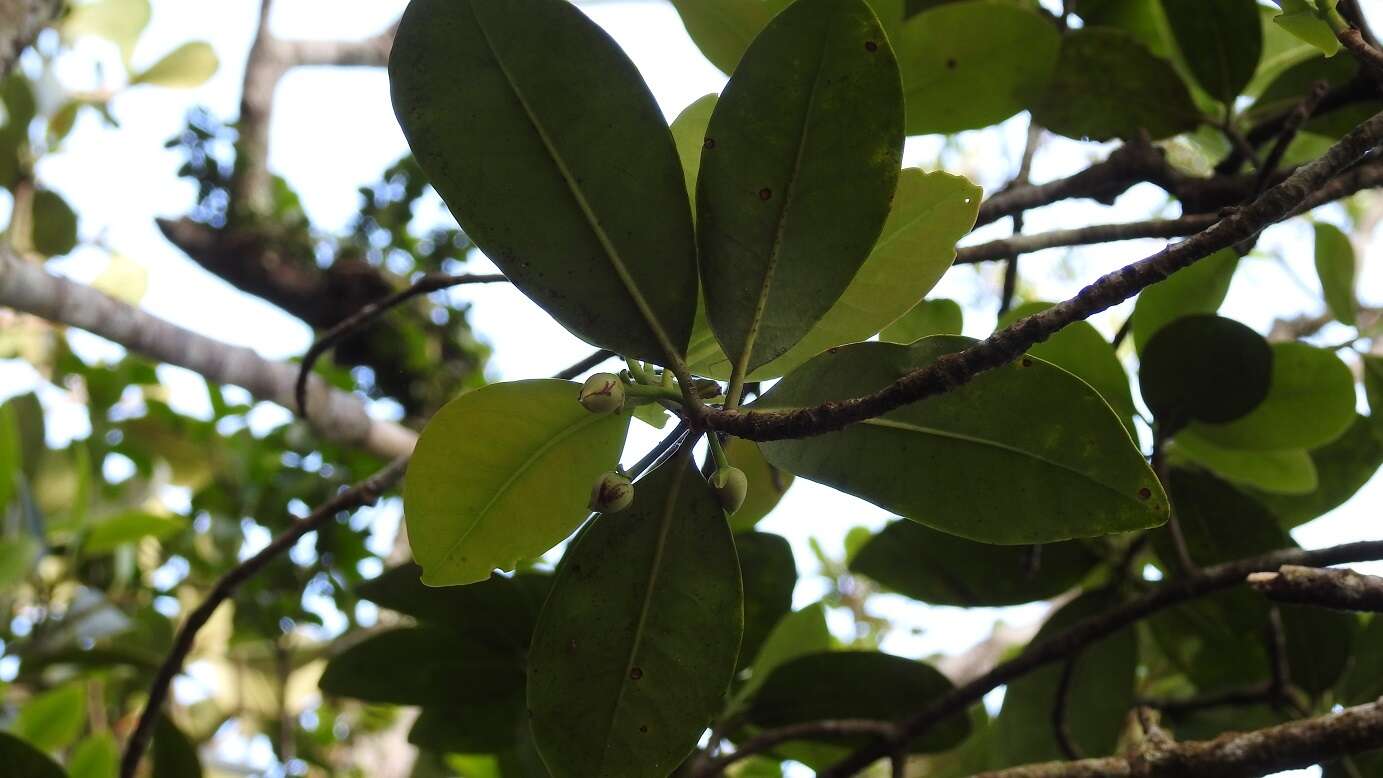 Image of Ternstroemia oocarpa (Rose) Melch.