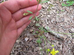 Image of Harvey's Buttercup