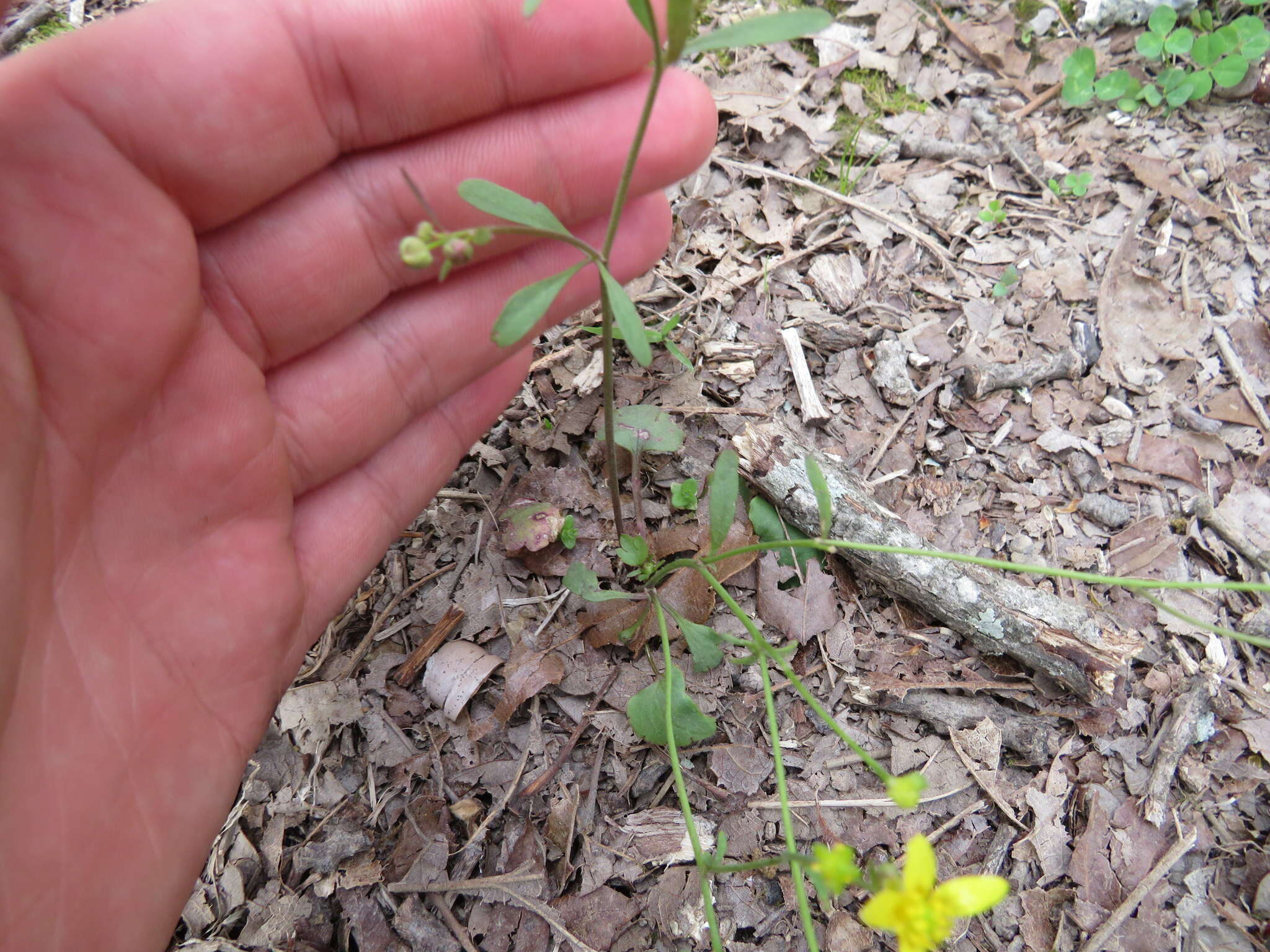 Ranunculus harveyi (A. Gray) Greene的圖片