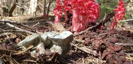 Image of Hygrophorus caeruleus O. K. Mill. 1984