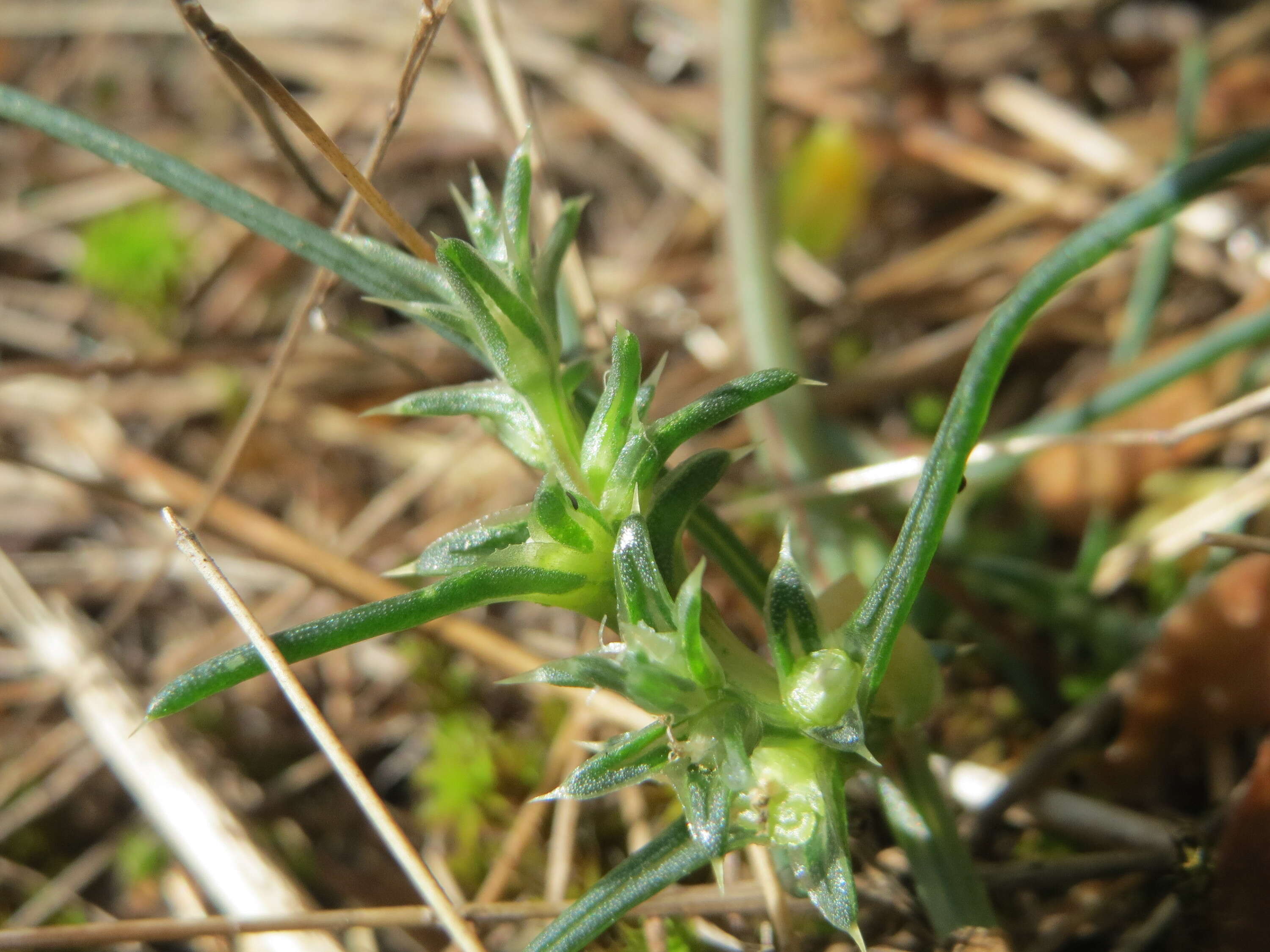 Image of Prickly Russian-Thistle