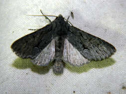 Image of Dark Grey Fishia Moth