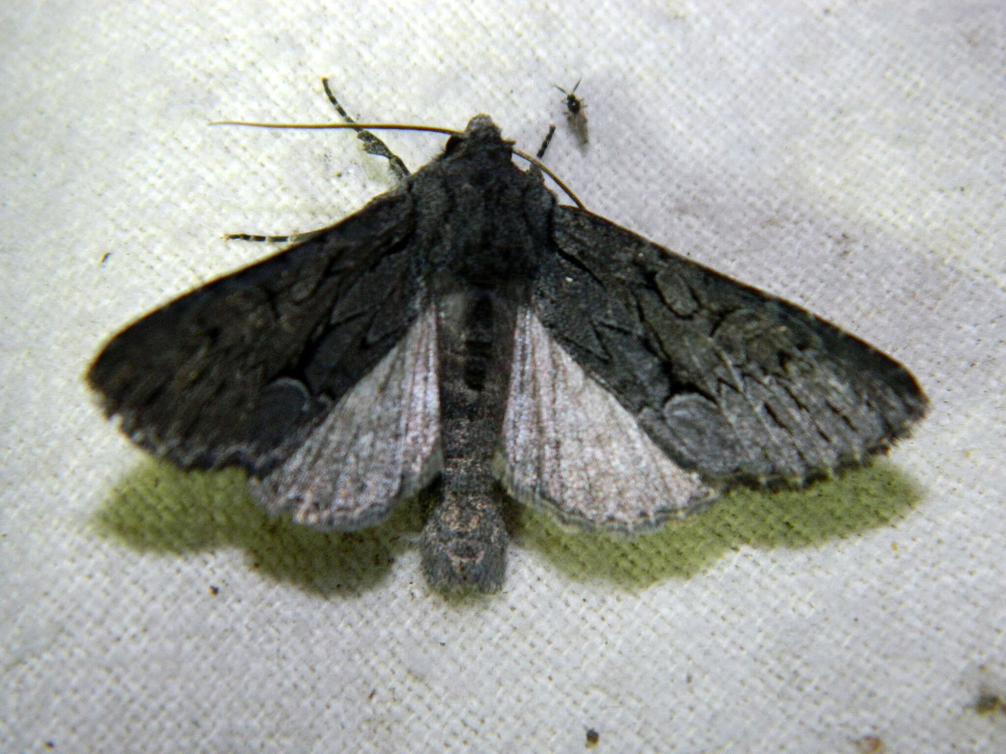 Image of Dark Grey Fishia Moth