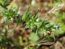 Image of Prickly Russian-Thistle