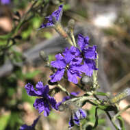 Image of Dampiera lanceolata A. Cunn. ex DC.