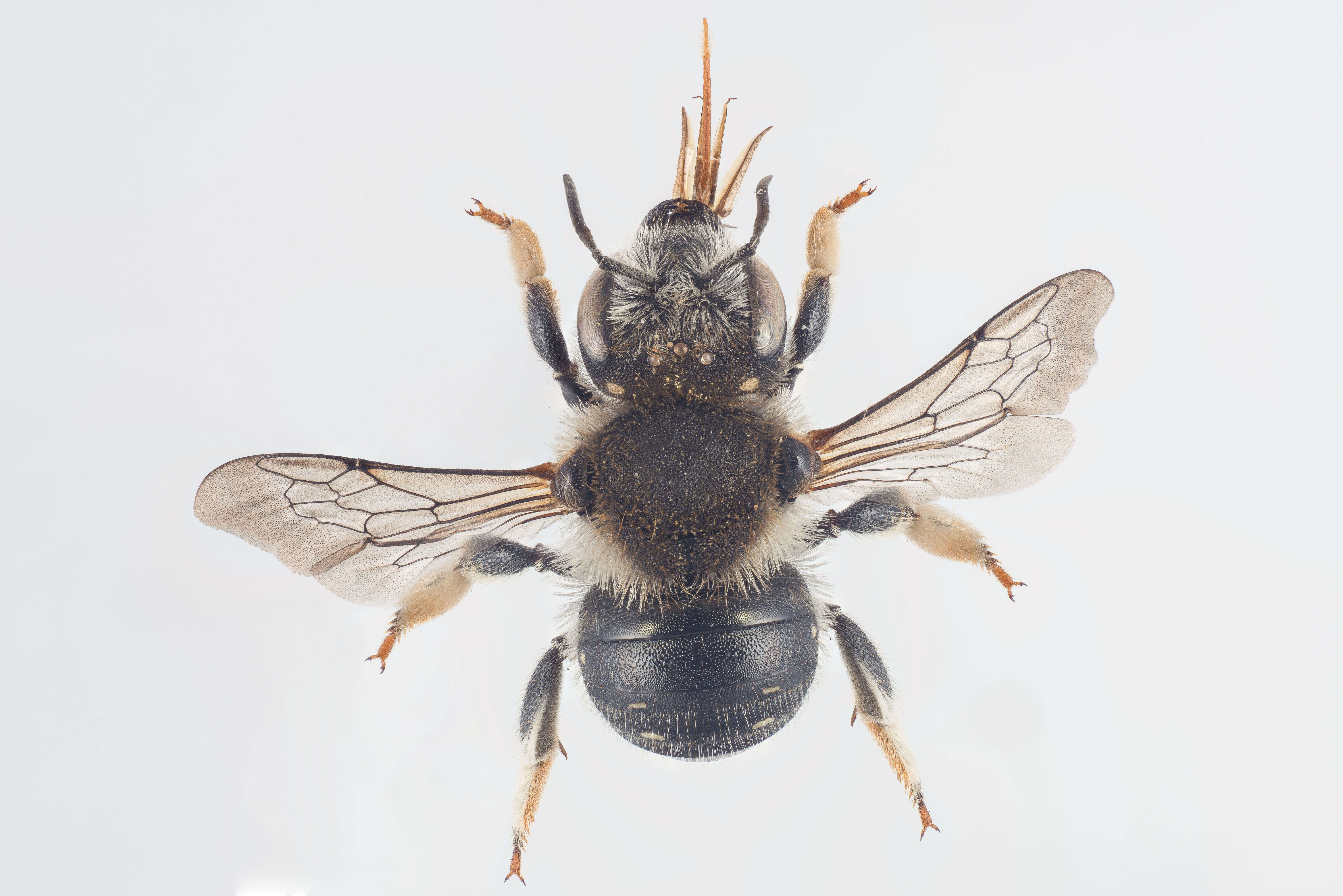 Image of white-dotted wool-carder bee