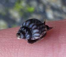 Image of Echinolittorina jamaicensis (C. B. Adams 1850)