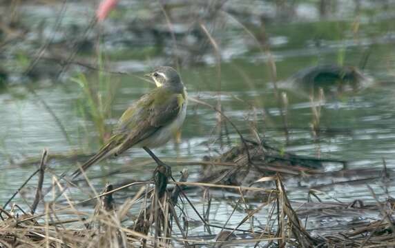 Image of Motacilla tschutschensis tschutschensis Gmelin & JF 1789