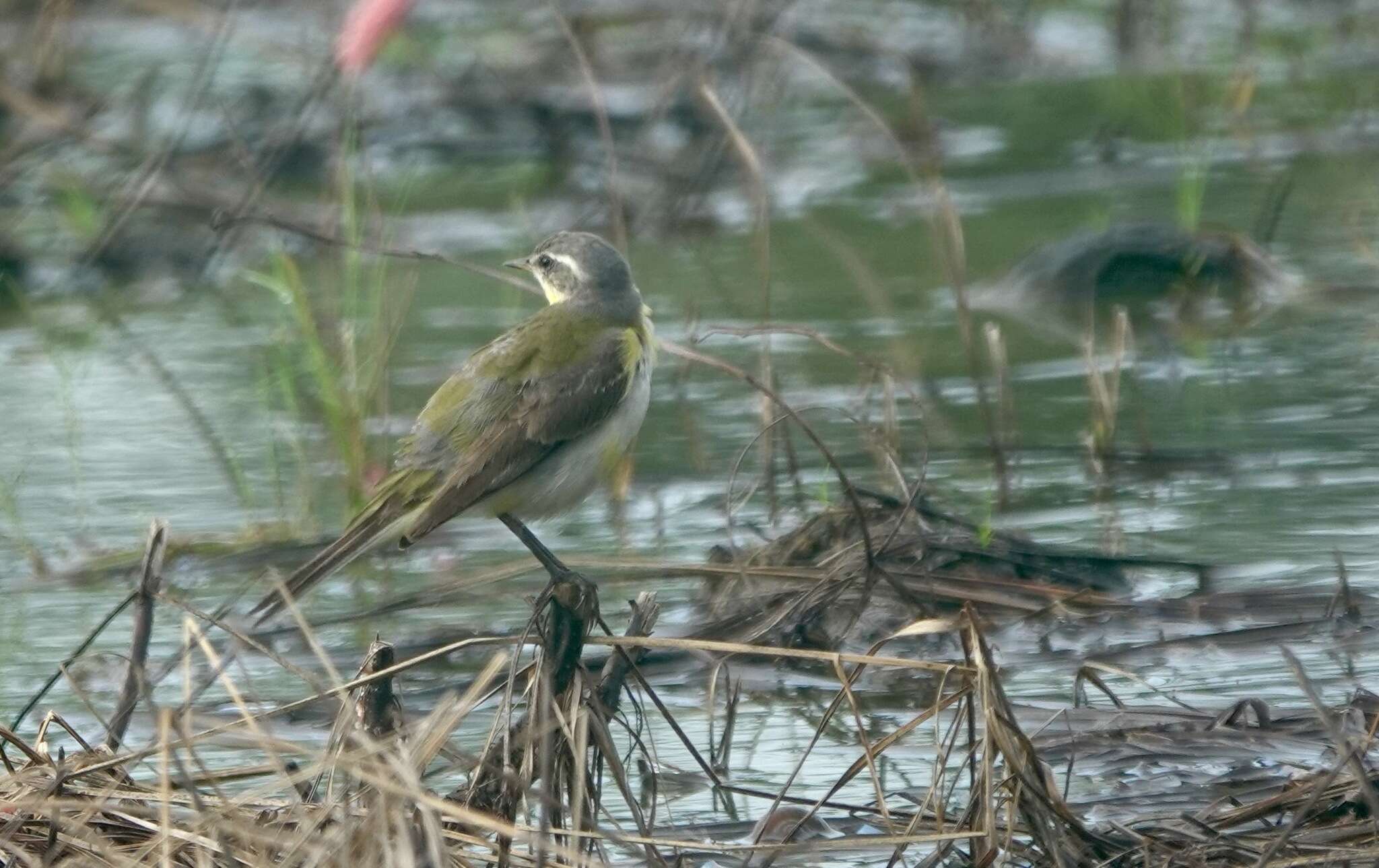 Image of Motacilla tschutschensis tschutschensis Gmelin & JF 1789