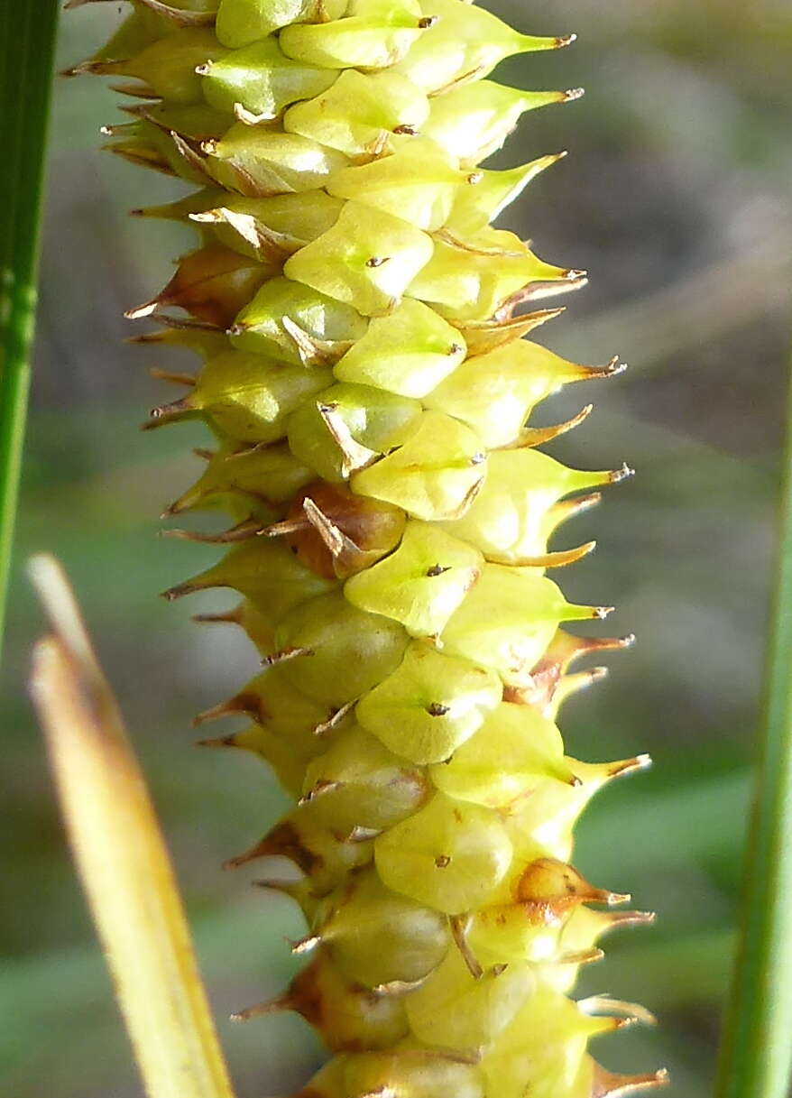 Image of beaked sedge